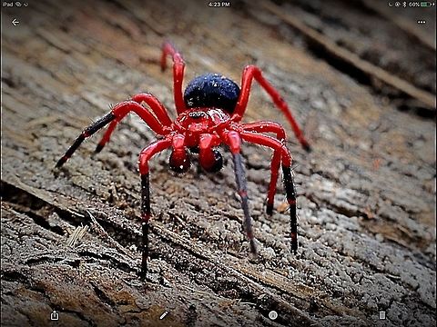 Red and black spider . Definitely red and black.
Usually found in leaf litter around eucalyptus trees.  Eamw spiders,Nicodamus peregrinus,Red & Black Spider