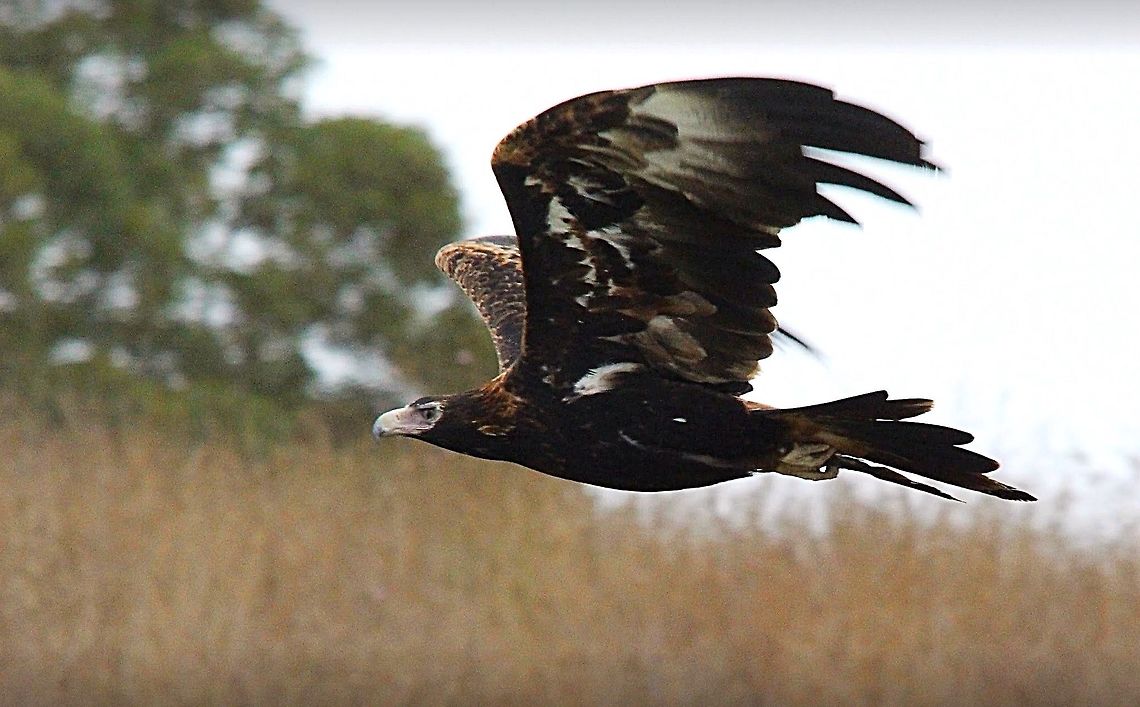 Wedge tailed eagle flying low.  Aquila audax,Eamw birds,Eamw birds of prey,Wedge-tailed eag