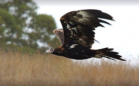 Wedge tailed eagle flying low.  Aquila audax,Eamw birds,Eamw birds of prey,Wedge-tailed eag