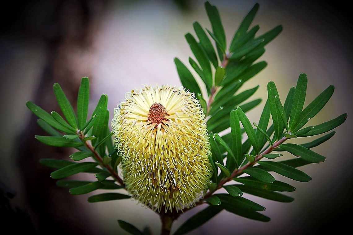 Silver Banksia  Banksia marginata,Eamw Banksias,Eamw flora,Silver Banksia