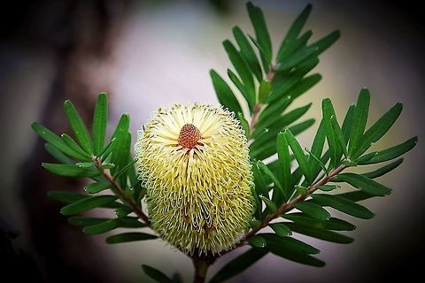 Silver Banksia