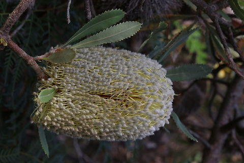 Candlestick Banksia Banksia attenuata,Candlestick banksia or biara,Eamw flora