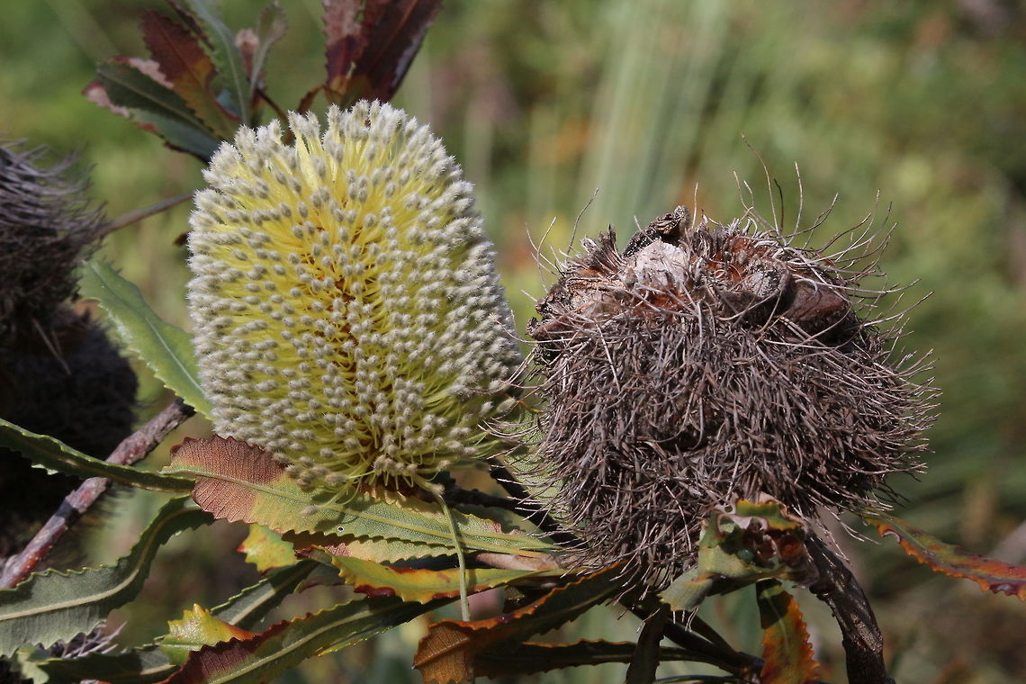 Candlestick Banksia  Banksia attenuata,Candlestick banksia or biara,Eamw flora