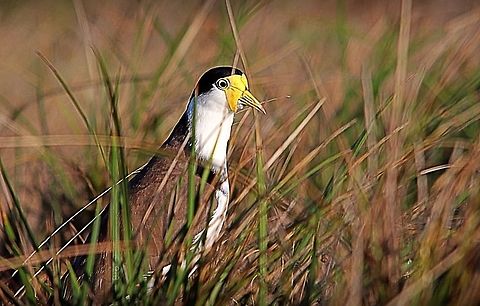 Masked lapwing guarding it's nest site.  Eamw birds,Masked Lapwing,Vanellus miles