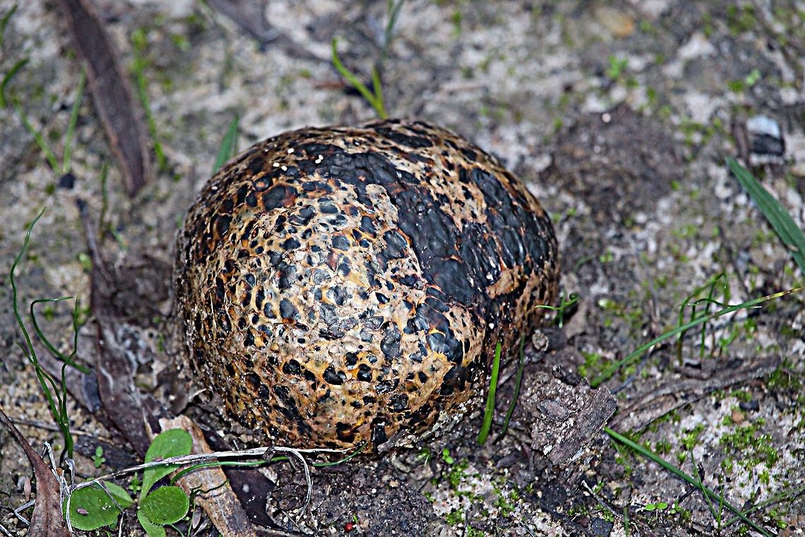 Earthball fungus.  Eamw fungi,Leopard Earthball,Scleroderma areolatum