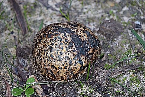 Earthball fungus.  Eamw fungi,Leopard Earthball,Scleroderma areolatum
