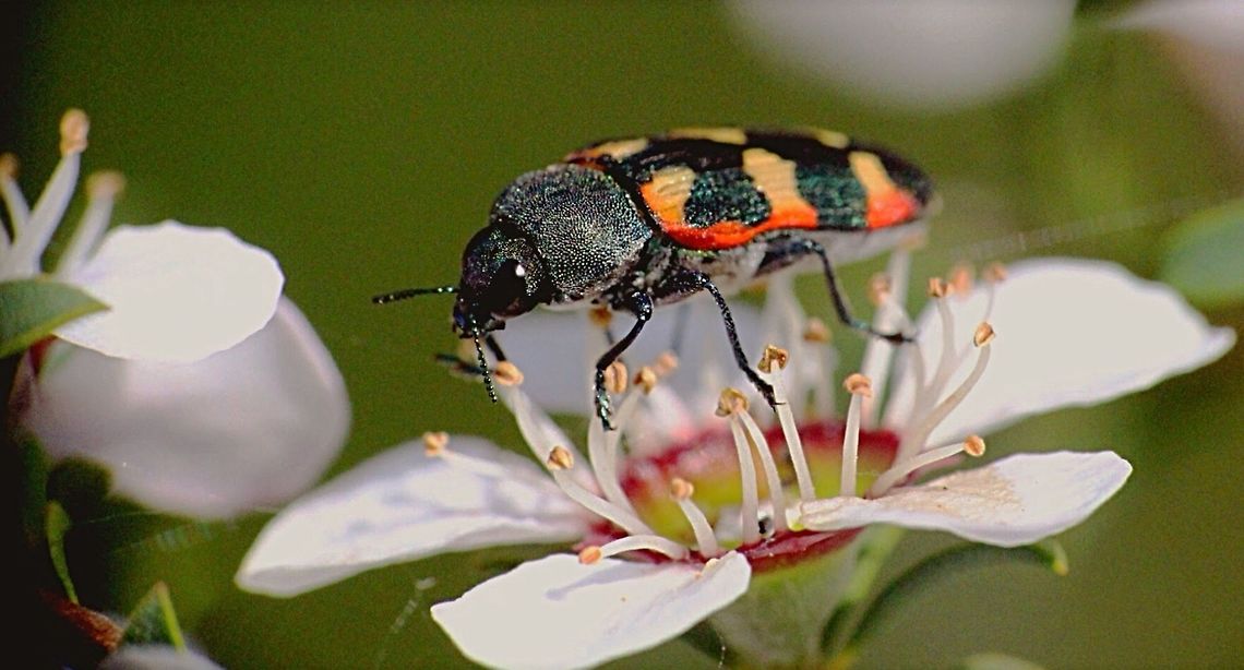 Jewel beetle feeding on coastal tea tree flowers.  Castiarina sexplagiata,Eamw beetles,eamw jewel beetles