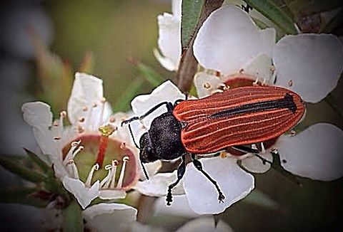 Castiarina  erythroptera feeding on coastal tea tree flowers  Castiarina erythroptera,Eamw beetles