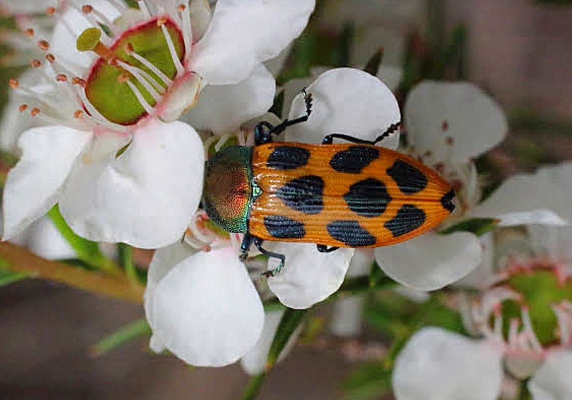 Jewel beetle  Castiarina octomaculata,Eamw beetles,eamw jewel beetles