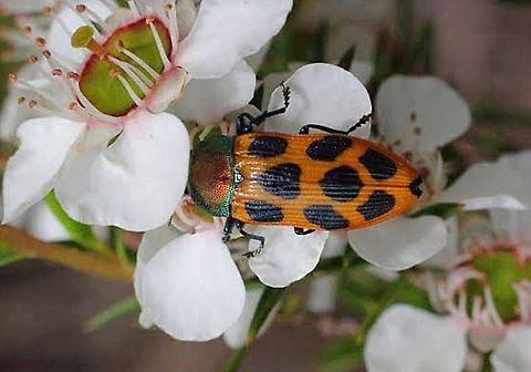 Jewel beetle  Castiarina octomaculata,Eamw beetles,eamw jewel beetles
