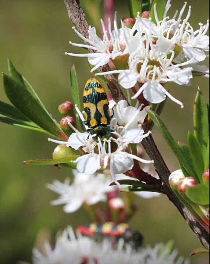 image  Eamw beetles,Jewel beetle,eamw jewel beetles