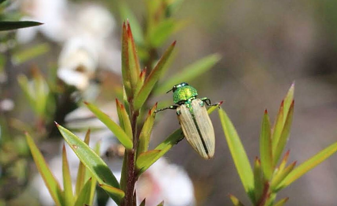 Castiarina sexguttata  Castiarina sexguttata,Eamw beetles,eamw jewel beetles