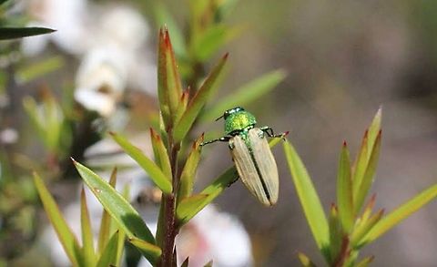 Castiarina sexguttata Castiarina sexguttata,Eamw beetles,eamw jewel beetles