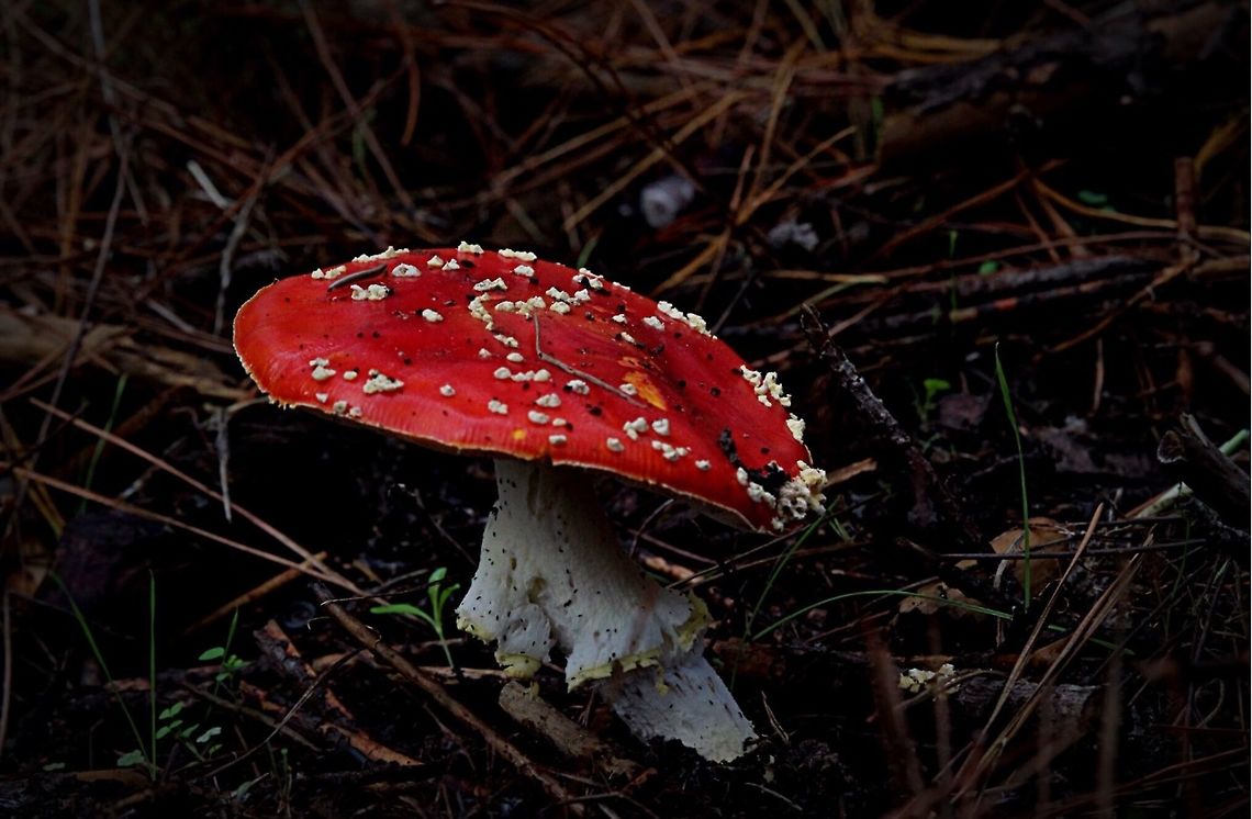 Fly Agaric  Amanita muscaria,Eamw fungi,Fly agaric