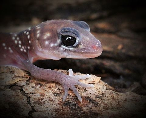 Thick-tailed Gecko Portrait of juvenile Thick-tailed Gecko Eamw geckos,Thick-tailed Gecko,Underwoodisaurus milii