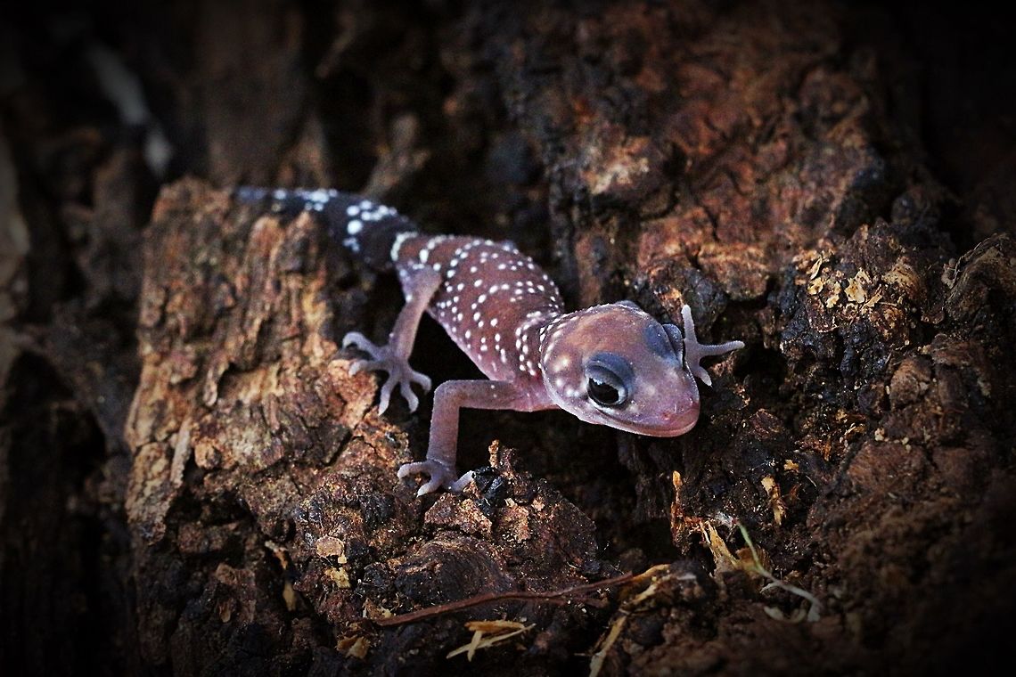 Thick-tailed Gecko A juvenile only approx.60 mm long. Eamw geckos,Thick-tailed Gecko,Underwoodisaurus milii
