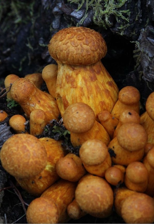 Spectacular Rustgill  Eamw fungi,Gymnopilus junonius,Spectacular Rustgill