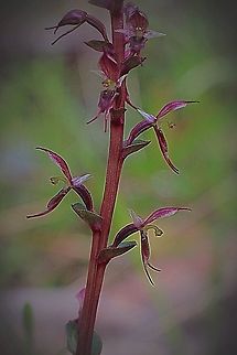 Mosquito orchid, you need to get down and close to see the beauty in them.  Acianthus pusillus,Eamw orchids,Tiny mosquito orchid