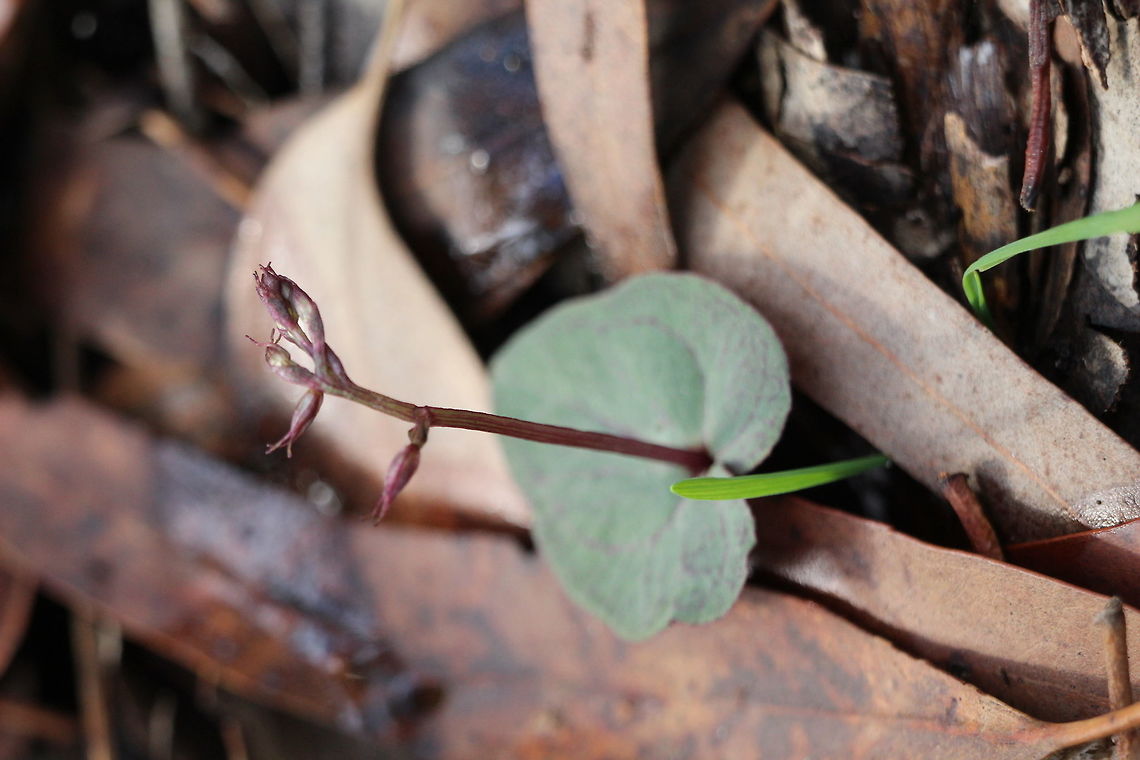 Mosquito orchid. A new stem coming up from a single leaf . Total hights around 12-15 cm. Acianthus pusillus,Eamw orchids,Tiny mosquito orchid