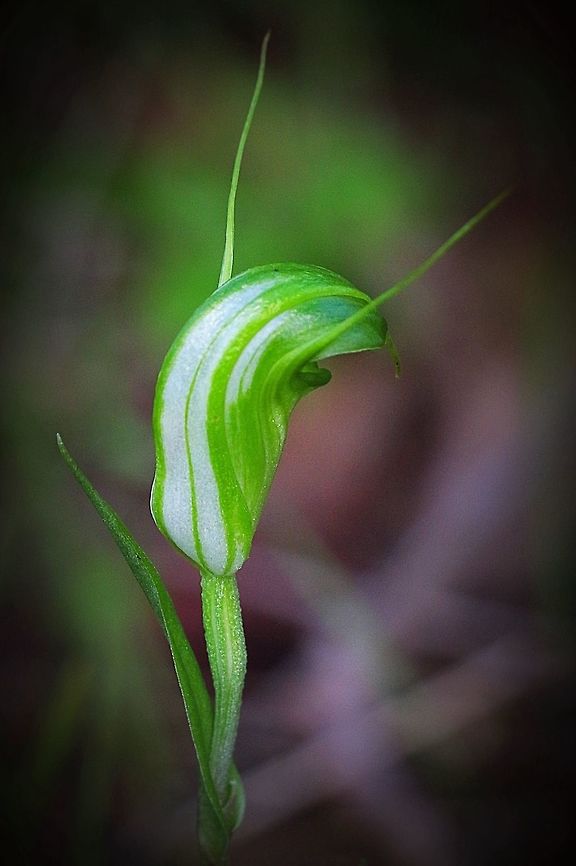 Large shell orchid ( Pterostylis robusta)  Australia,Eamw orchids,Geotagged,Large Striped Greenhood,Pterostylis robusta