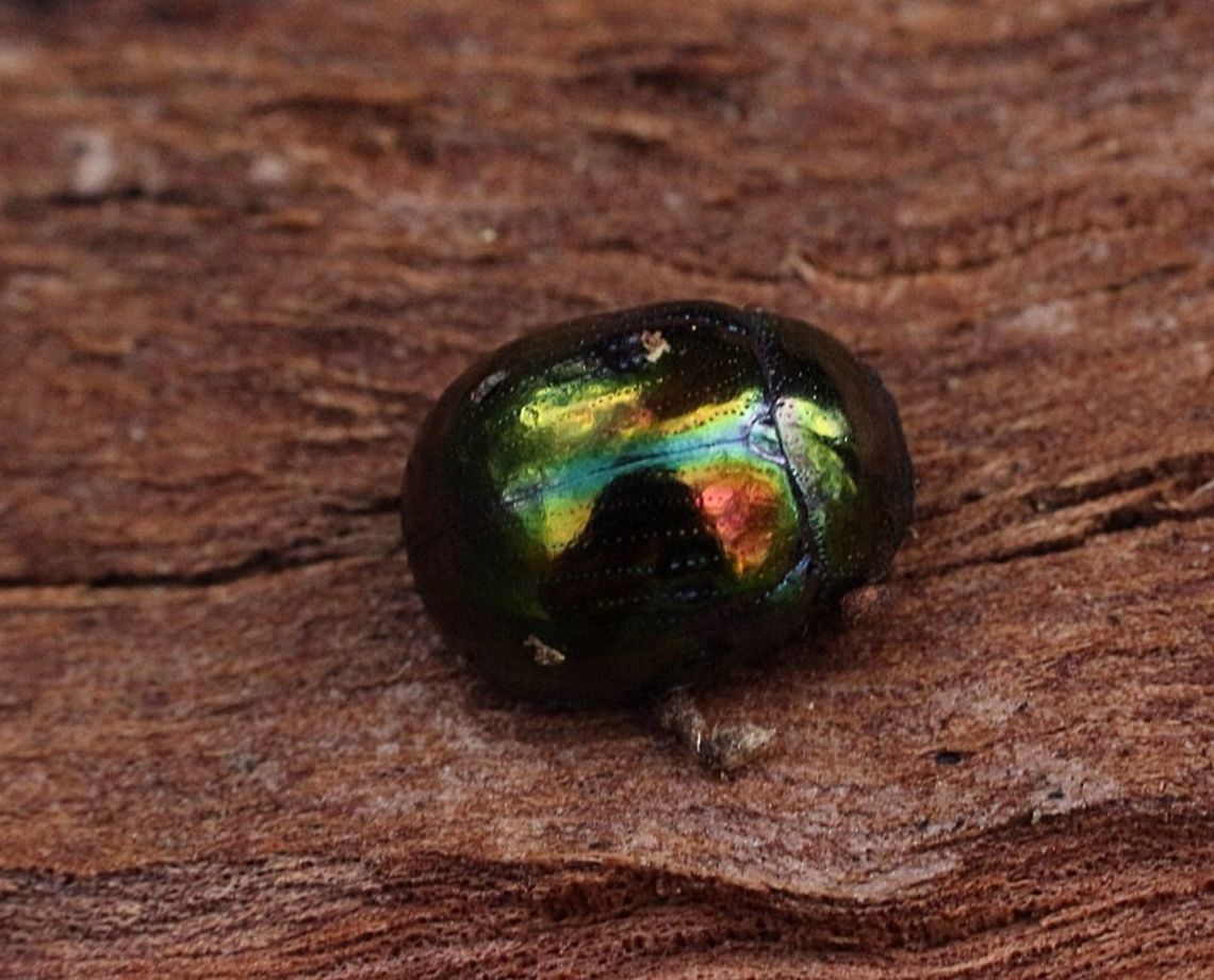 Leaf beetle hibernating under bark during the colder month (May-August) in Australia  Callidemum hypochalceum,Eamw beetles