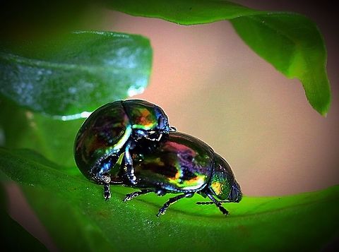 Leaf beetles mating in late summer.  Callidemum hypochalceum,Eamw beetles