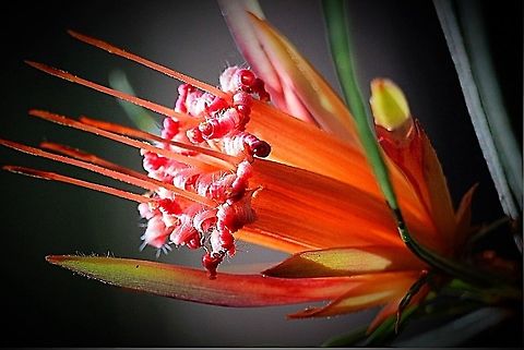 Lambertia formosa Like fire in the bush. Eamw flora,Lambertia formosa