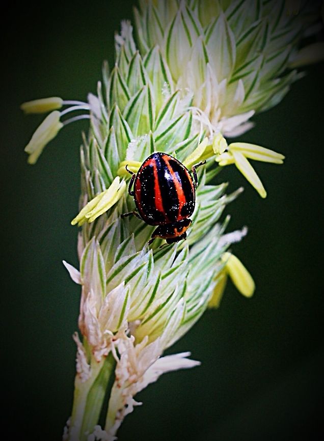 Micraspis frenata Feeding on grass pollen.<br />
Note white specs on beetle is pollen dust. Eamw ladybird beetles,Micraspis frenata