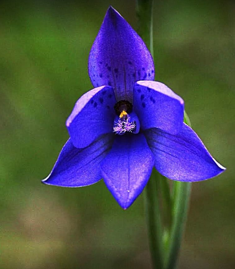 Thelmitra merranae (Spotted sun orchid)  Eamw orchids,Sun orchids,Thelmitra merranae,spotted sun orchid