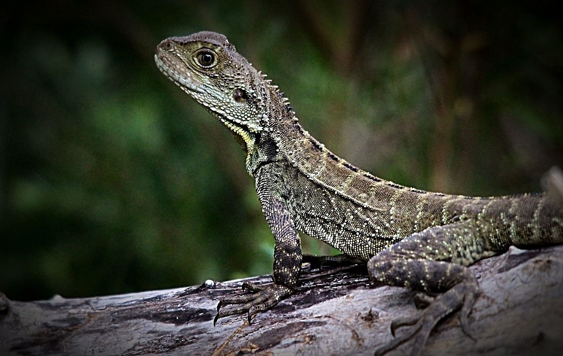 Gippsland water dragon (Physignathus lesueurii howitti)  Eamw dragon lizards,Physignathus lesueurii,Water dragon
