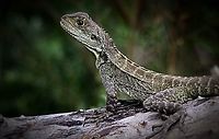 Gippsland water dragon (Physignathus lesueurii howitti)  Eamw dragon lizards,Physignathus lesueurii,Water dragon