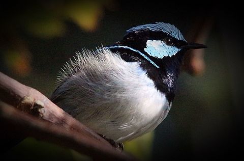 Malurus cyaneus (Superb Fairywren ) Male in breeding plumage. Eamw birds,Malurus cyaneus,Superb Fairywren