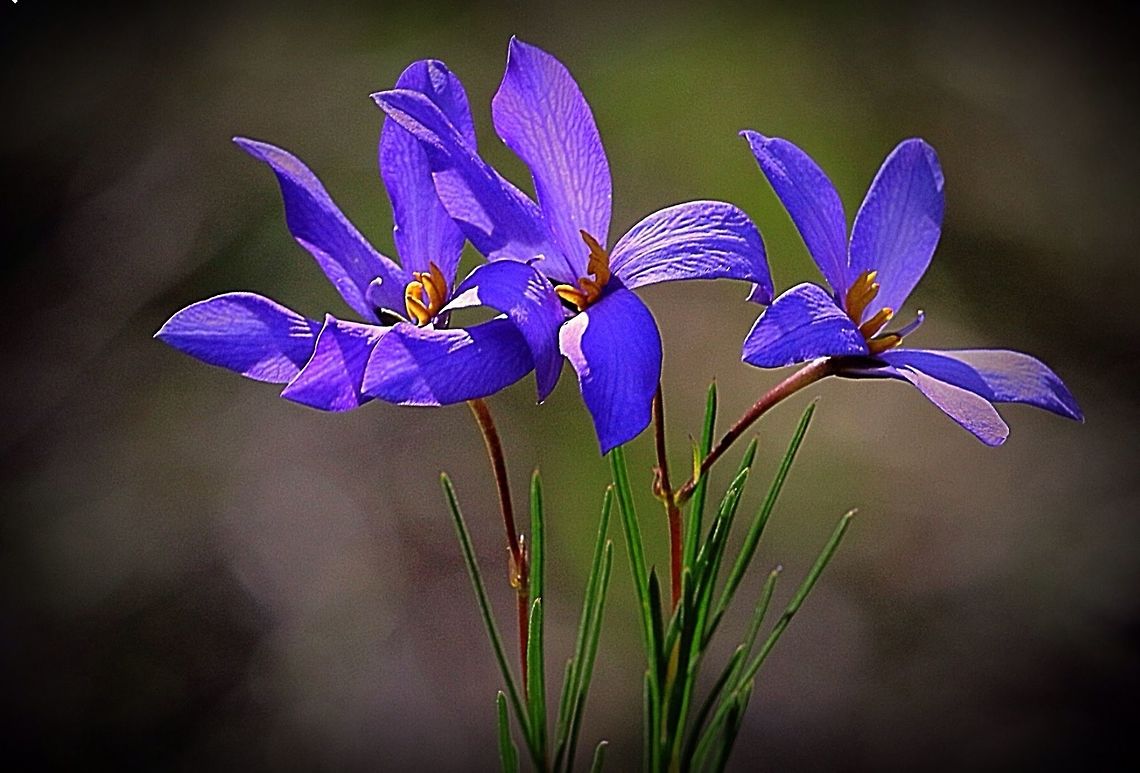 Finger flower (Cheiranthera linearis)  Cheiranthera linearis,Eamw flora