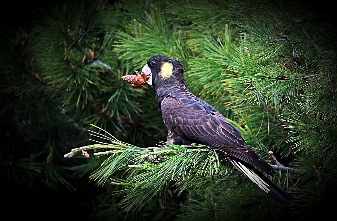 Yellow-tailed black cockatoo feeding on seeds of Pinus radiata  Calyptorhynchus funereus,Eamw birds,Yellow-tailed black cockatoo