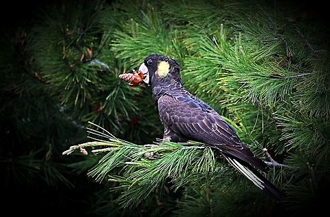 Yellow-tailed black cockatoo feeding on seeds of Pinus radiata  Calyptorhynchus funereus,Eamw birds,Yellow-tailed black cockatoo