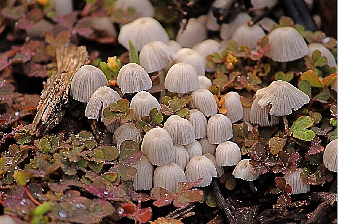 Colony of Coprinellus disseminatus .  Coprinellus disseminatus,Eamw fungi
