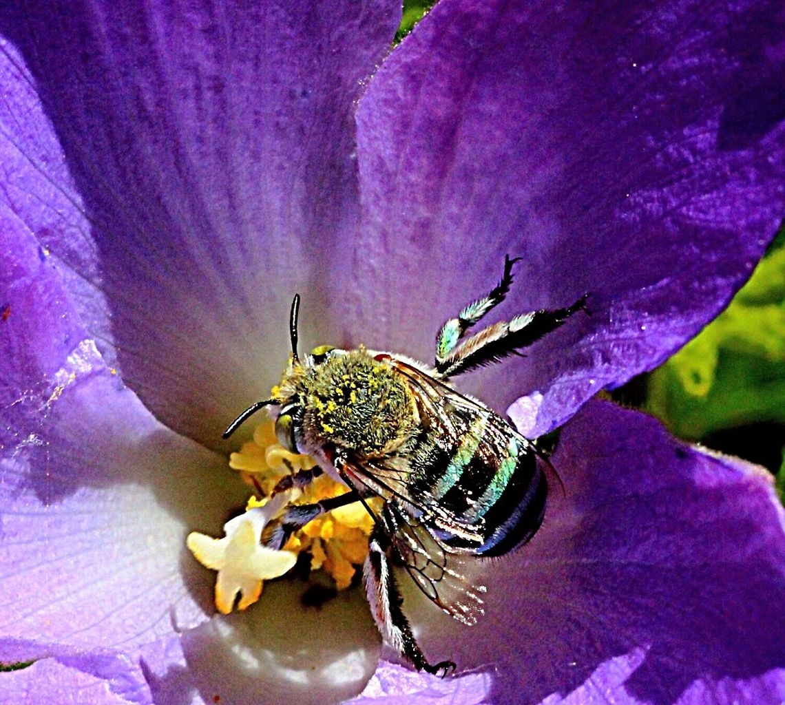 Blue banded bee ( Amegilla cingulata)  Amegilla cingulata,Blue banded bee,Eamw bees