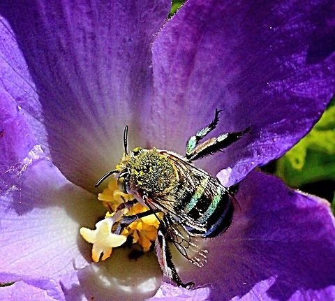 Blue banded bee ( Amegilla cingulata)  Amegilla cingulata,Blue banded bee,Eamw bees