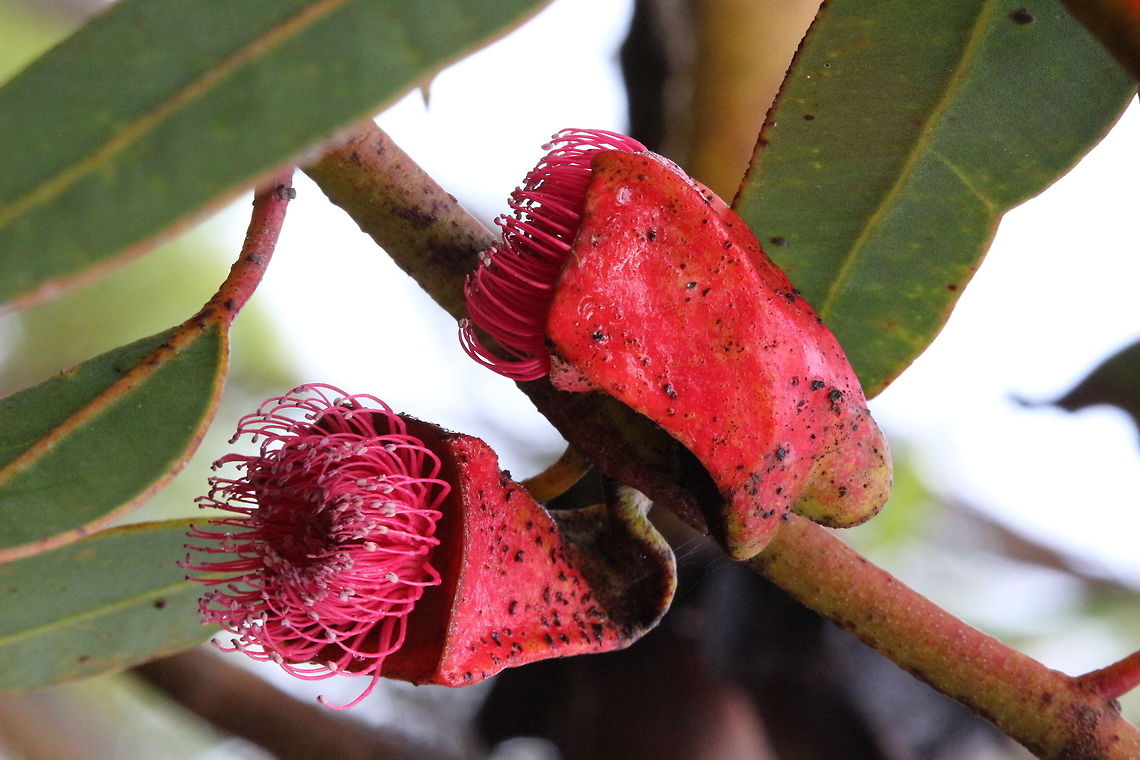 Eucalyptus tetraptera - amazingly big fruit pod/flower  Eamw eucalyptus,Eamw flora,Eucalyptus tetraptera,Square-fruited mallee