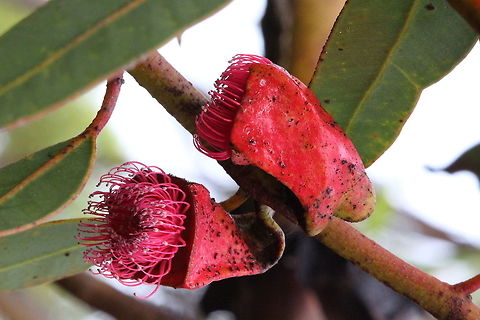 Eucalyptus tetraptera - amazingly big fruit pod/flower  Eamw eucalyptus,Eamw flora,Eucalyptus tetraptera,Square-fruited mallee