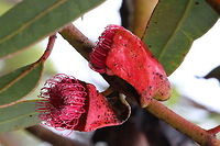Eucalyptus tetraptera - amazingly big fruit pod/flower  Eamw eucalyptus,Eamw flora,Eucalyptus tetraptera,Square-fruited mallee