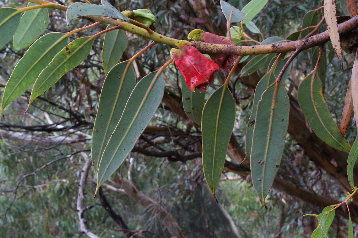 Square-fruited mallee - Eucalyptus tetraptera  Eamw eucalyptus,Eamw flora,Eucalyptus tetraptera,Square-fruited mallee