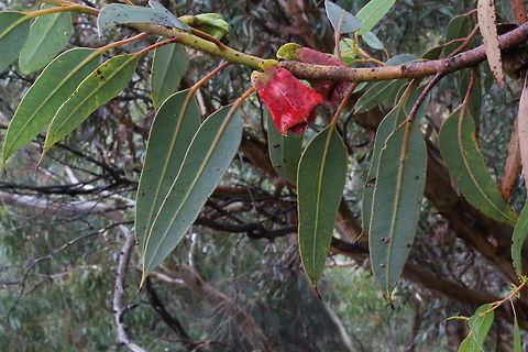 Square-fruited mallee - Eucalyptus tetraptera  Eamw eucalyptus,Eamw flora,Eucalyptus tetraptera,Square-fruited mallee