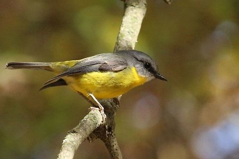 Yellow robin , a very inquisitive little bird.  Australia,Eamw birds,Eastern Yellow Robin,Eopsaltria australis,Fall,Geotagged