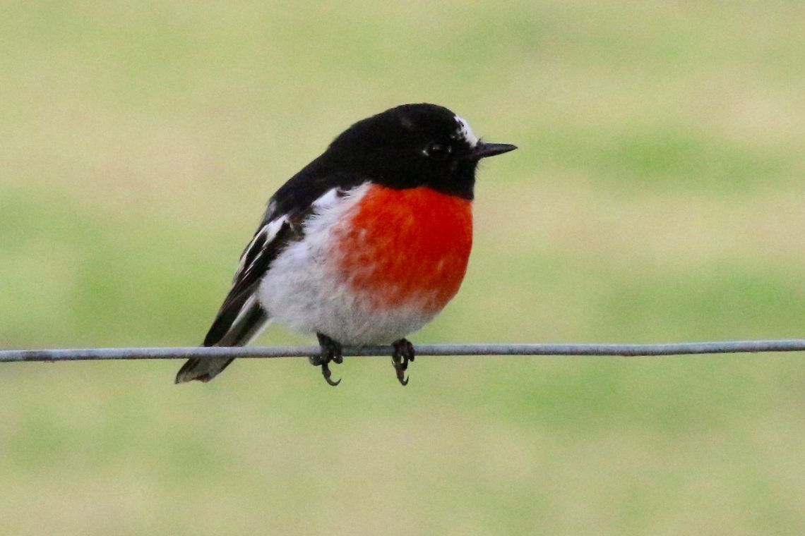 Scarlet Robin , you can't miss them .  Eamw birds,Petroica boodang,Scarlet Robin