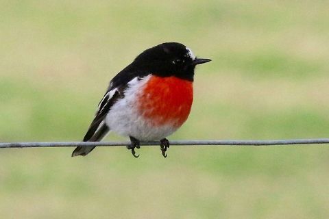Scarlet Robin , you can't miss them .  Eamw birds,Petroica boodang,Scarlet Robin