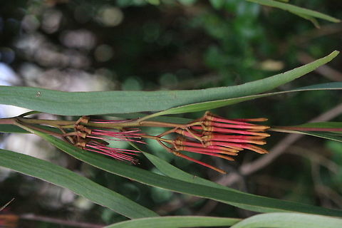 Mistletoe - showing leaves and position of flowers  Amyema pendula,Eamw flora,Eamw mistletoe