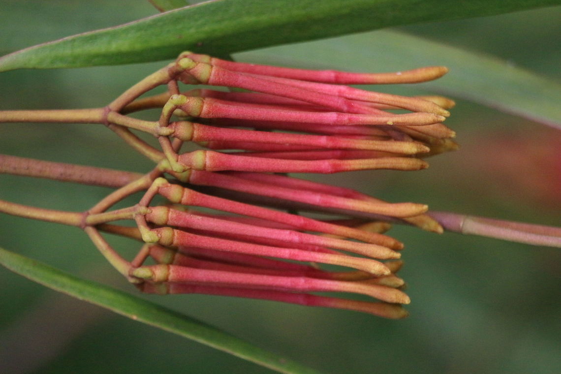 Details of unopened flowers of mistletoe .  Amyema pendula