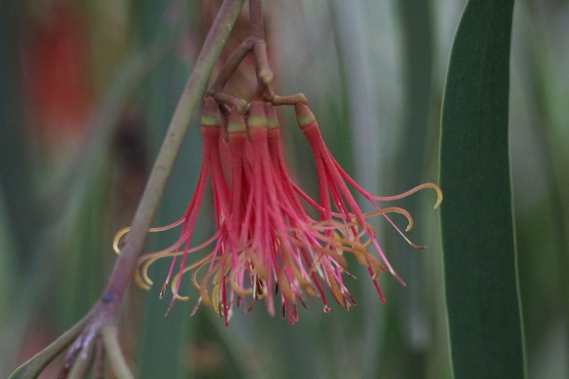 Mistletoe -open flower  Amyema pendula,Eamw flora,Eamw mistletoe