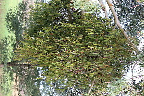Complete plant attached to a eucalyptus tree.  Amyema pendula,Eamw flora,Eamw mistletoe